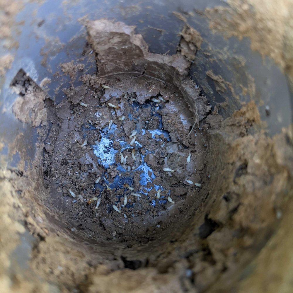 SCOUT PEST CONTROL Updated April 2024 14 Photos 25885 Huntsville