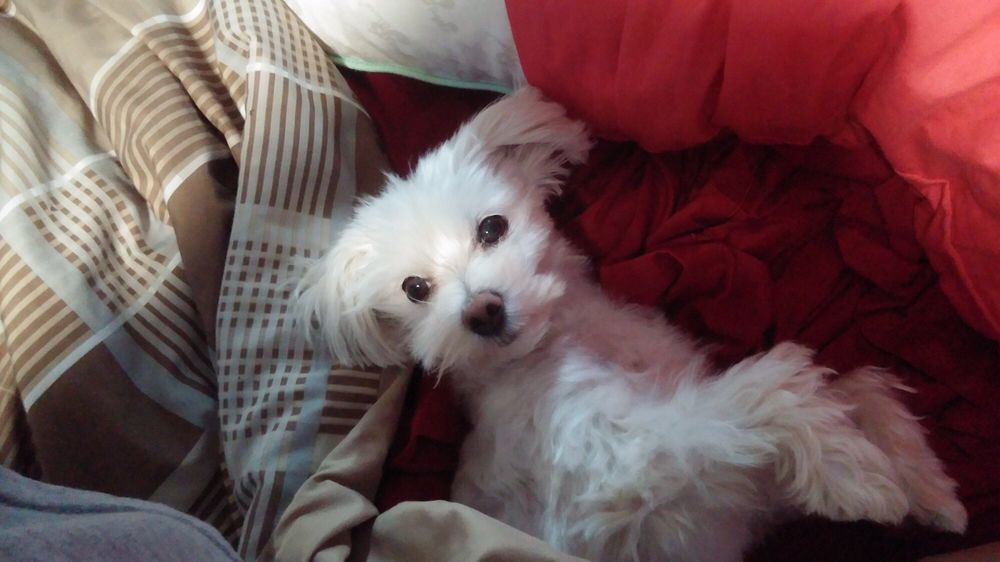 WAZUP DAWGG PET SERVICES 15222 Marlboro Pike, Upper Marlboro