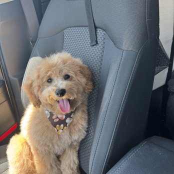 Furry Friends Retreat  - Pet Groomers Near Me - Riverview, Florida