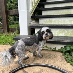 The Healthy Pet House