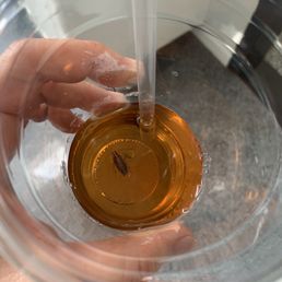roach in the ice coffee roach in the ice coffee