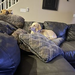 The Gifted Psychic - Ellie back in her favorite spot!