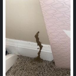 Termite tube