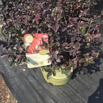 Baker's Nursery - Nurseries & Gardening Near Me - Yemassee, South Carolina