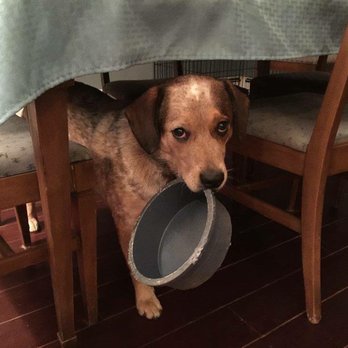 Lynn's Pet Care - Pet Sitting Near Me Lynn's Pet Care - Pet Sitting Near Me