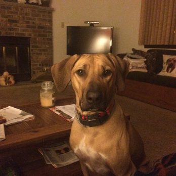 Newton Veterinary Hospital - Rhodesian Ridgeback - Kiera - Veterinarians Near Me - Newton, New Jersey Newton Veterinary Hospital - Rhodesian Ridgeback - Kiera - Veterinarians Near Me - Newton, New Jersey