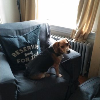 Westville K9 Adventures - Banana sitting in his favorite chair at Westville K9 Adventures. Perfect for squirrel watching!! - Dog Walkers Near Me - New Haven, Connecticut Westville K9 Adventures - Banana sitting in his favorite chair at Westville K9 Adventures. Perfect for squirrel watching!! - Dog Walkers Near Me - New Haven, Connecticut