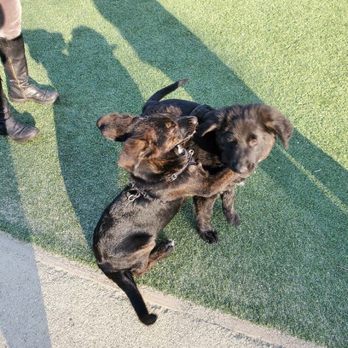 Golden Gate Dog Park - Brothers having a good time. - Dog Parks Near Me - San Francisco, California Golden Gate Dog Park - Brothers having a good time. - Dog Parks Near Me - San Francisco, California