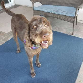Puppy Momo's Mobile Grooming - Groomed Labradoodle - Pet Groomers Near Me