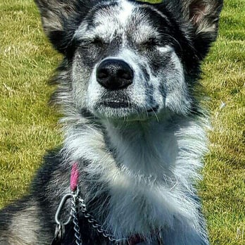 Last Chance Dog Services - Pet Training Near Me Last Chance Dog Services - Pet Training Near Me