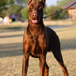 Executive Order Dobermans