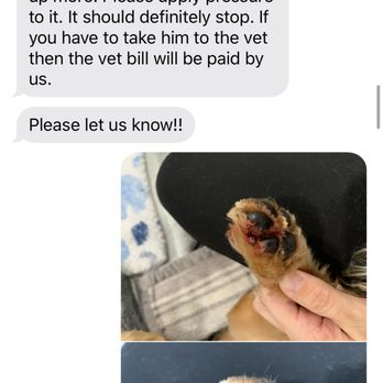 Jazzy Pawz  - Photo of conversation where JP staff notifies me Andrea applied a liquid bandage as well as the initial offer to pay the vet bill. - Pet Groomers Near Me - Atlanta, Georgia