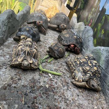TortoiseLand - Several Exotic & Rare Tortoises, many up for adoption, at TortoiseLand. - Animal Shelters Near Me - Los Angeles, California TortoiseLand - Several Exotic & Rare Tortoises, many up for adoption, at TortoiseLand. - Animal Shelters Near Me - Los Angeles, California