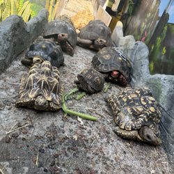 TortoiseLand - Several Exotic & Rare Tortoises, many up for adoption, at TortoiseLand.