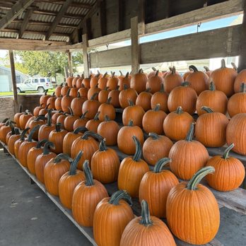 Morris Farm - Multiple rows of orange pumpkins with dark green stems are displayed on wooden shelves inside a rustic shed with a corrugated metal roof. The shed has wooden beams and partial walls, allowing natural light to illuminate the pumpkins. Outside, trees and parked vehicles are visible through the open sides of the shed. - Farmers Market Near Me - Warwick, Rhode Island