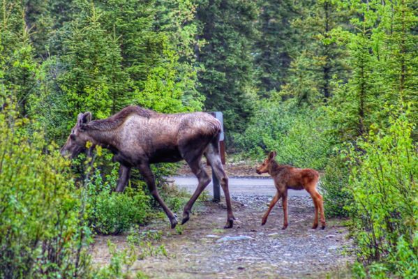 Denali Cabins - Denali National Park by null