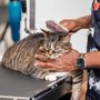 Photo of 4 Legged Barber Shop