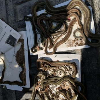 Midwest Exterminators Plus - Snake extermination, we can handle just about anything. Give Kevin a call today! - Pest Control Near Me