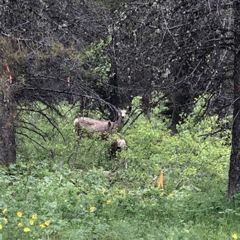 Yellowstone Horses at Eagle Ridge Ranch - Mule deer - Horseback Riding Near Me - Island Park, Idaho