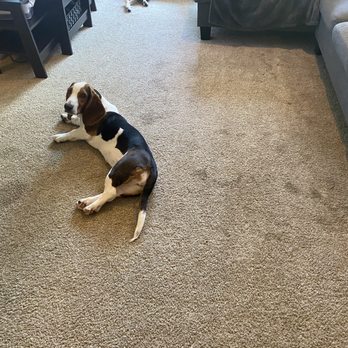 Allstar Carpet Cleaning - Carpet Cleaning Near Me - Antioch, California