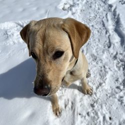 High Drive Dog Company