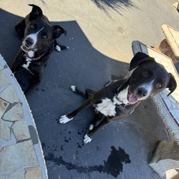 Jojo and Harlow patiently waiting for their puppy patties.