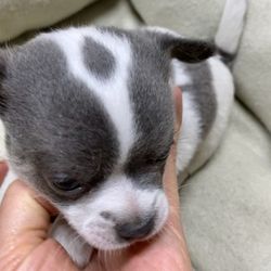 Pomloves - Blue Chihuahua Puppy