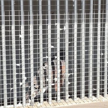 Raptor Ranch - Very unclean cage, crying bird in heat, no water - RV Parks Near Me - Williams, Arizona Raptor Ranch - Very unclean cage, crying bird in heat, no water - RV Parks Near Me - Williams, Arizona