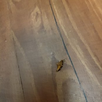 Sycamore Commons - If you like 2 to 3 inch roaches come sign a lease this is from today at 4pm sprayed it with raid before it got away - Apartments Near Me - Fremont, California Sycamore Commons - If you like 2 to 3 inch roaches come sign a lease this is from today at 4pm sprayed it with raid before it got away - Apartments Near Me - Fremont, California