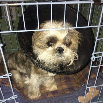 Camp Bow Wow - After surgery care - Pet Boarding Near Me - Edmond, Oklahoma