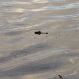 Baby gator Baby gator