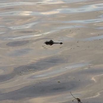 A. L. Anderson Park - Baby gator - Parks Near Me - Tarpon Springs, Florida A. L. Anderson Park - Baby gator - Parks Near Me - Tarpon Springs, Florida
