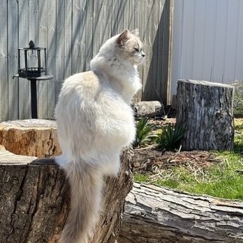 IowaRoyaltyRagdolls - Pet Breeders Near Me IowaRoyaltyRagdolls - Pet Breeders Near Me