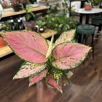 Stem and Vine - Nurseries & Gardening Near Me - Baltimore, Maryland