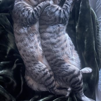 Amazing Small Animal Practice - True brothers loving even when they sleep. - Veterinarians Near Me - Gardena, California