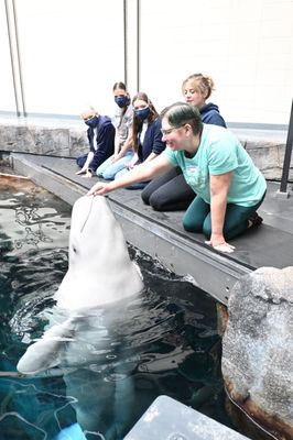 Georgia Aquarium by null