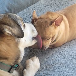 Sonoma County Mobile Veterinary Hospital - WE ARE HEALTHY THANKS TO DR. FOLEY AND HER STAFF