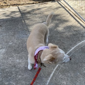Groovy Tails Dog Spaw - Pet Groomers Near Me - San Antonio, Texas Groovy Tails Dog Spaw - Pet Groomers Near Me - San Antonio, Texas