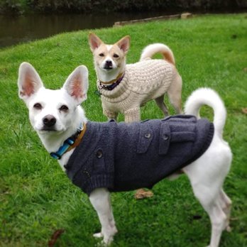 Ruff To Ready - We love our sweaters - Pet Training Near Me Ruff To Ready - We love our sweaters - Pet Training Near Me