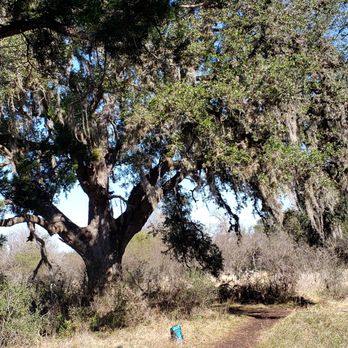 Purgatory Creek Park - Giant live oak. Backpack in the foreground for perspective - Parks Near Me - San Marcos, Texas Purgatory Creek Park - Giant live oak. Backpack in the foreground for perspective - Parks Near Me - San Marcos, Texas