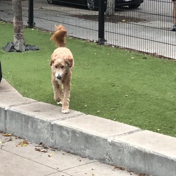 West Loop Dog Park - Dog Parks Near Me - Chicago, Illinois