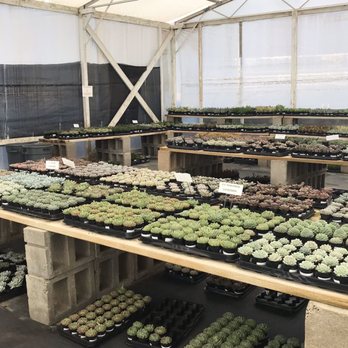 Oasis Water Efficient Gardens - 2.5 inch succulents - Nurseries & Gardening Near Me - Escondido, California