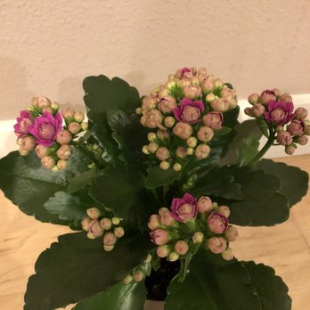 West Seattle Nursery - 4" Kalanchoe Calendiva $6.98 - Nurseries & Gardening Near Me - Seattle, Washington