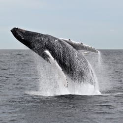 SeaSalt Charters - Humpback Whale breaching off Provincetown, MA., in Cape Cod.  seen on a private whale watch with SeaSalt Charters