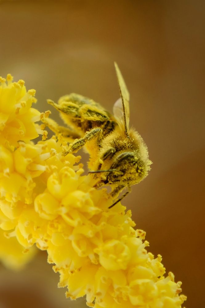 Maggie Valley Honey Bees & Bee Removal Service Logo