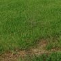 Photo of Hurst Lawn and Ornamental