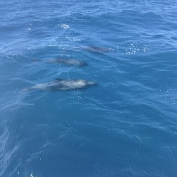 Kauai Sea Tours - Bonus: dolphins! - Boating Near Me - Eleele, Hawaii