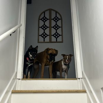 Deep Well Veterinary Service - Our three pups Cora, Winnie and Tito. - Veterinarians Near Me - Olsburg, Kansas Deep Well Veterinary Service - Our three pups Cora, Winnie and Tito. - Veterinarians Near Me - Olsburg, Kansas
