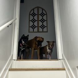 Deep Well Veterinary Service - Our three pups Cora, Winnie and Tito.