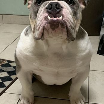 Eye Care for Animals - Tustin - Ike smiling - Veterinarians Near Me - Tustin, California Eye Care for Animals - Tustin - Ike smiling - Veterinarians Near Me - Tustin, California
